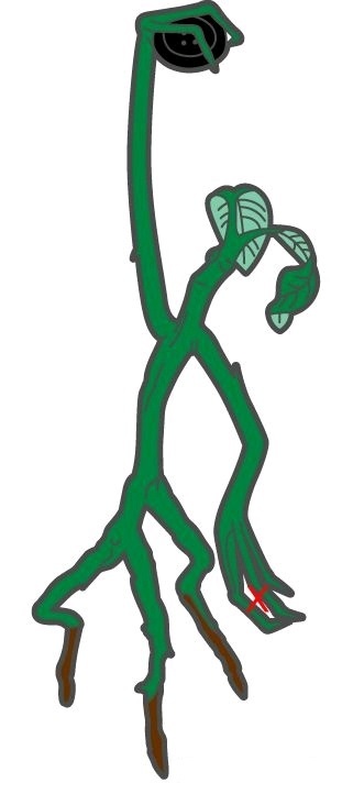 Fantastic Beasts: Bowtruckle - Enamel Pin image