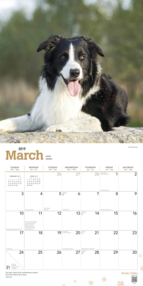 Border Collies 2019 Square Wall Calendar image