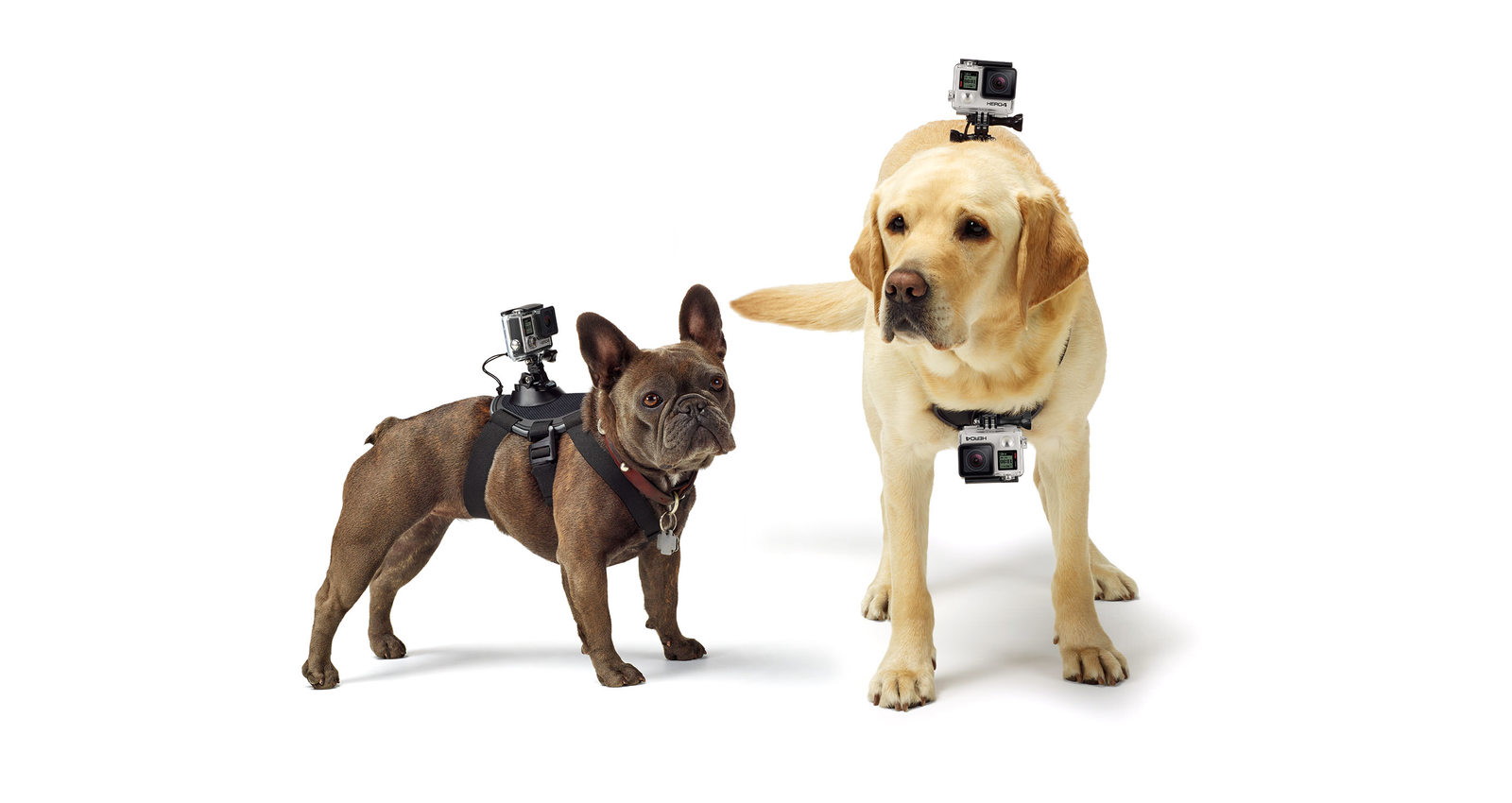 GoPro Fetch (Dog Harness) at Mighty Ape NZ
