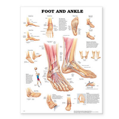 Foot and Ankle Anatomical Chart image