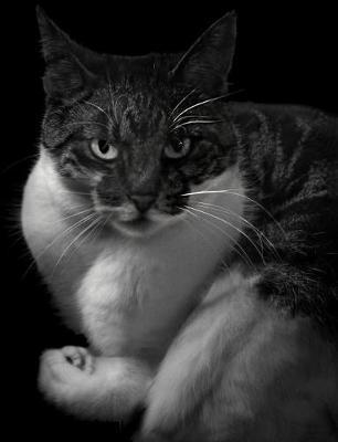 PhotoCat. by Sacha de Boer image