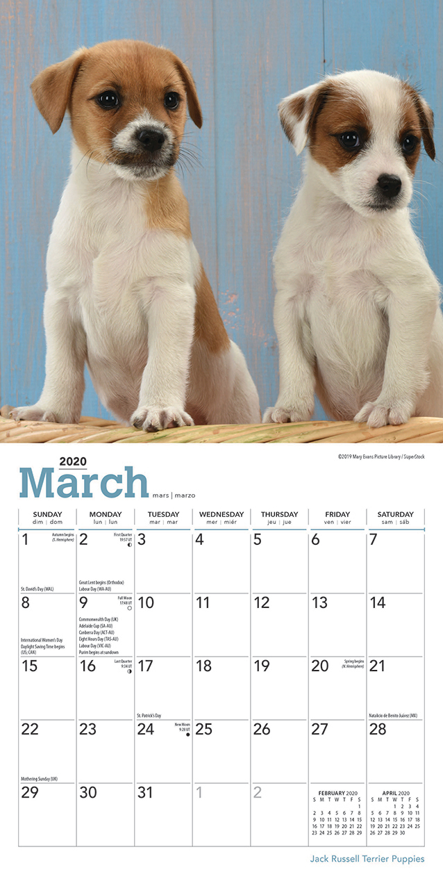 Jack Russell Terrier Puppies 2020 Mini Wall Calendar image