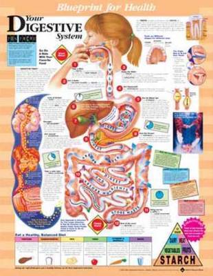 Your Digestive System Chart image