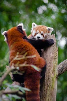 Mind Blowing Cute Red Panda Playing with Friend 150 Page Lined Journal image