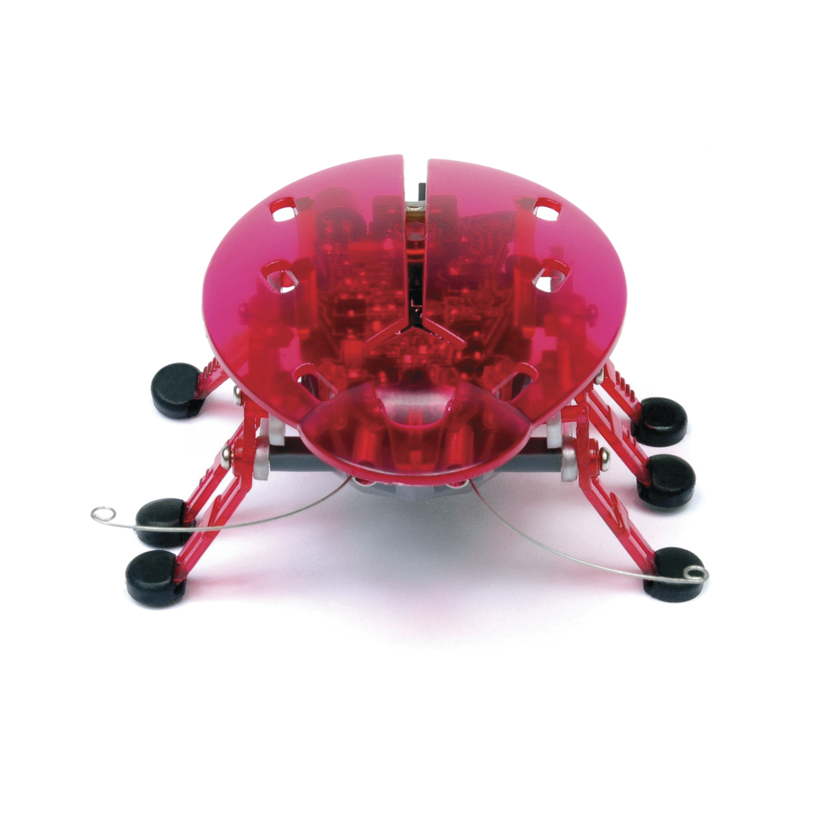 Hexbug coupons online