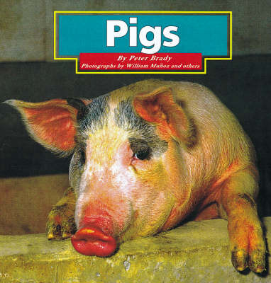 Pigs by Peter Brady image