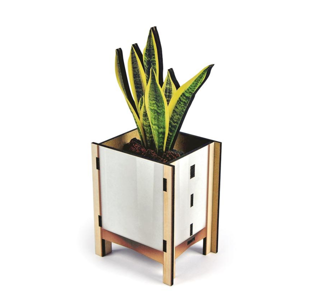 Fred Pop Desk Plants Snake Plant at Mighty Ape NZ