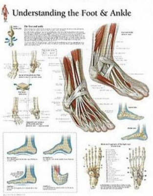 Understanding the Foot and Ankle image