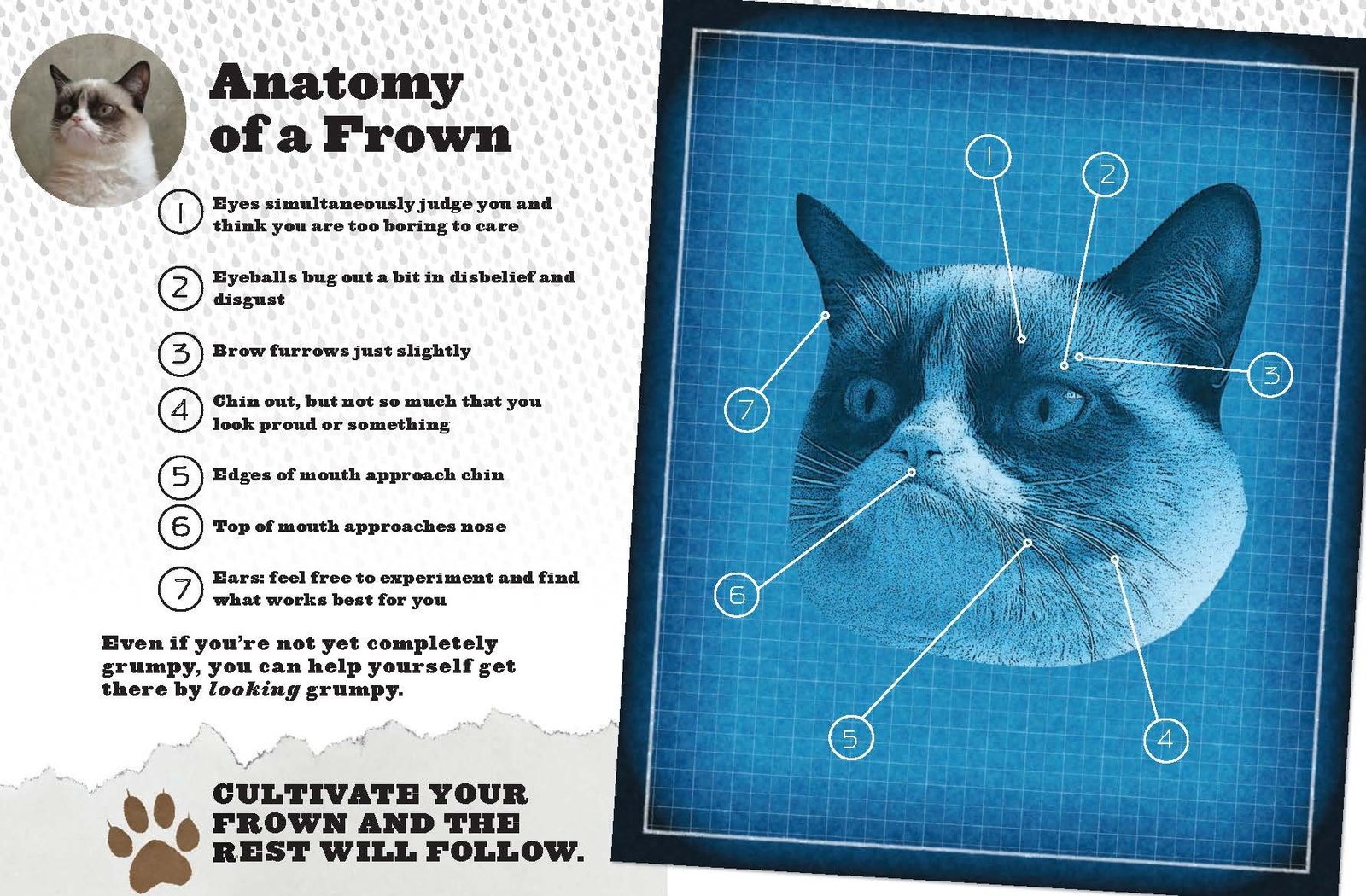 grumpy cat crypto price