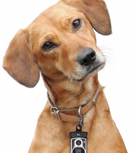 Doiy Roll Dog at Mighty Ape NZ