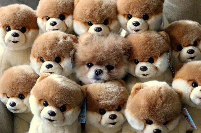boo the world's cutest dog plush