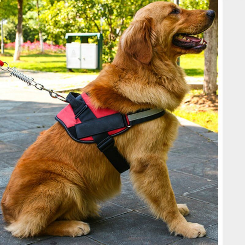 Buy Adjustable Dog Harness Red (XXL) at Mighty Ape NZ