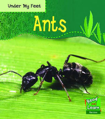 Under My Feet: Ants Hardback image