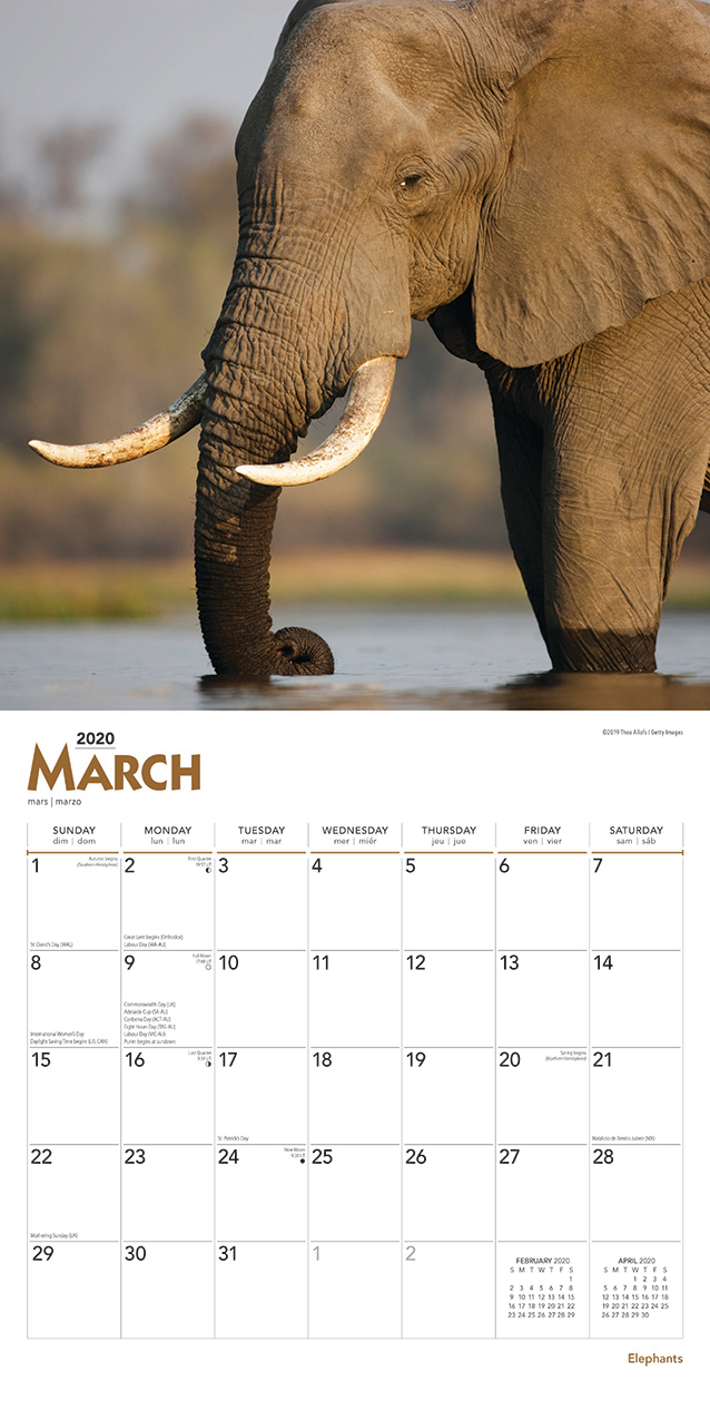 Elephants 2020 Square Wall Calendar