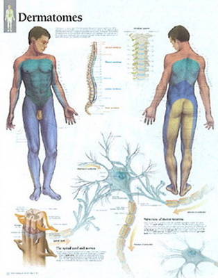 Understanding Dermatones image