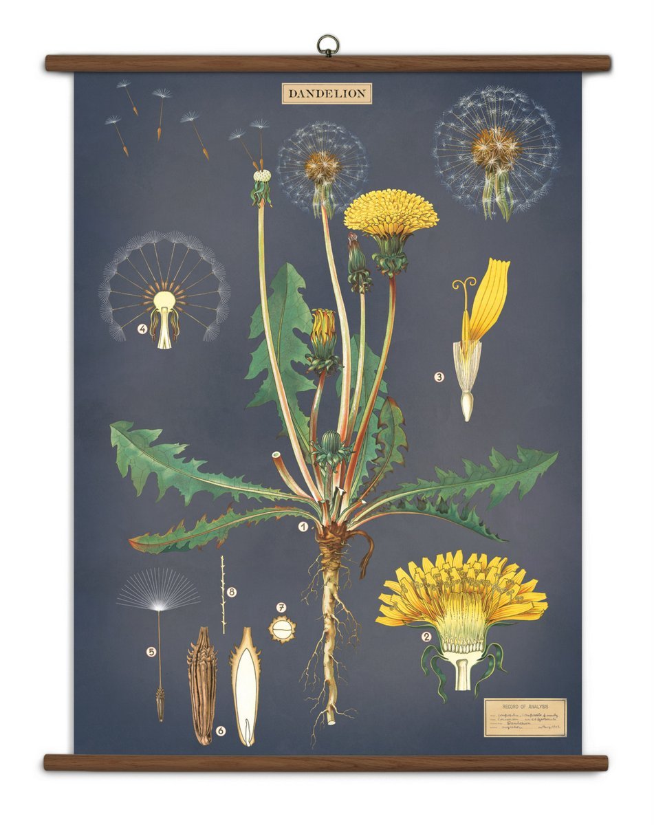 Dandelion Vintage School Chart