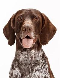 German Shorthaired Pointer Notebook Notebooks Journals Xlpress