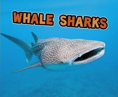 All About Sharks Pack A of 4 by Deborah Nuzzolo image