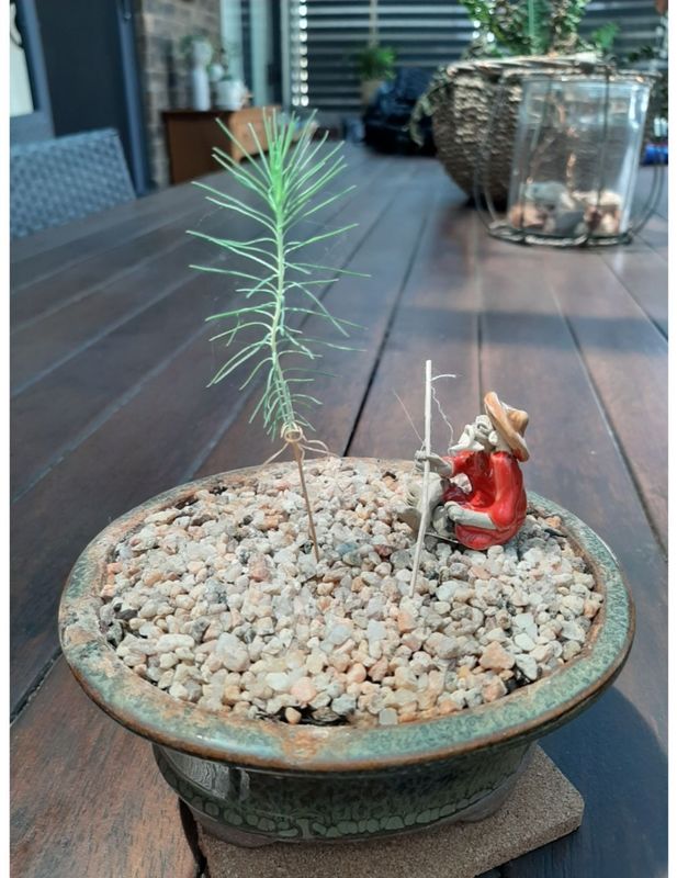 Mr Fothergills Bonsai Starter Kit Pine at Mighty Ape NZ