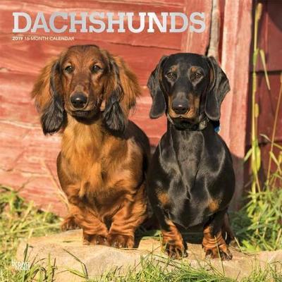 Dachshunds 2019 Square Wall Calendar by Inc Browntrout Publishers image