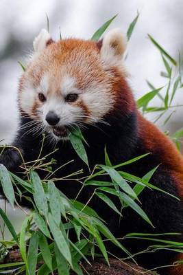 Mind Blowing Cute Little Red Panda Eating Bamboo 150 Page Lined Journal image