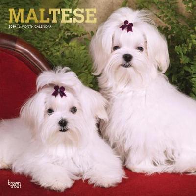 Maltese 2019 Square Wall Calendar by Inc Browntrout Publishers image