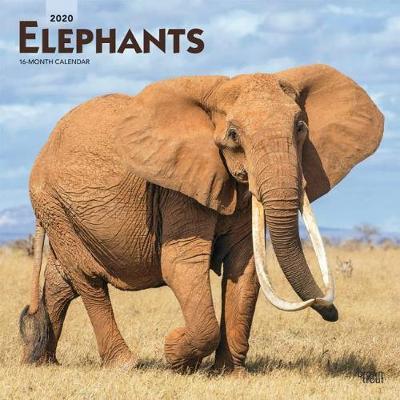 Elephants 2020 Square Wall Calendar image