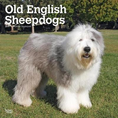 Old English Sheepdogs 2019 Square Wall Calendar by Inc Browntrout Publishers image