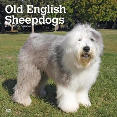 Old English Sheepdogs 2019 Square Wall Calendar image