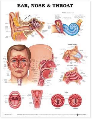 Ear, Nose and Throat Anatomical Chart image