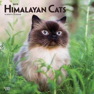 Himalayan Cats 2019 Square Wall Calendar by Inc Browntrout Publishers image