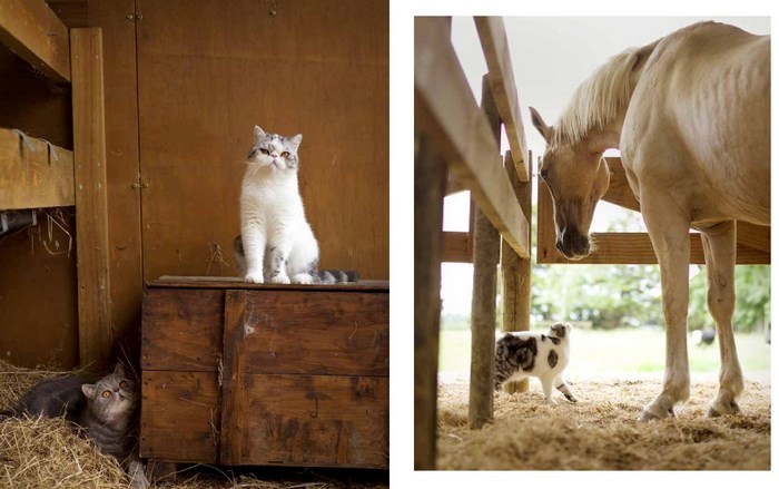 The New Zealand Cat by Rachael Hale McKenna image