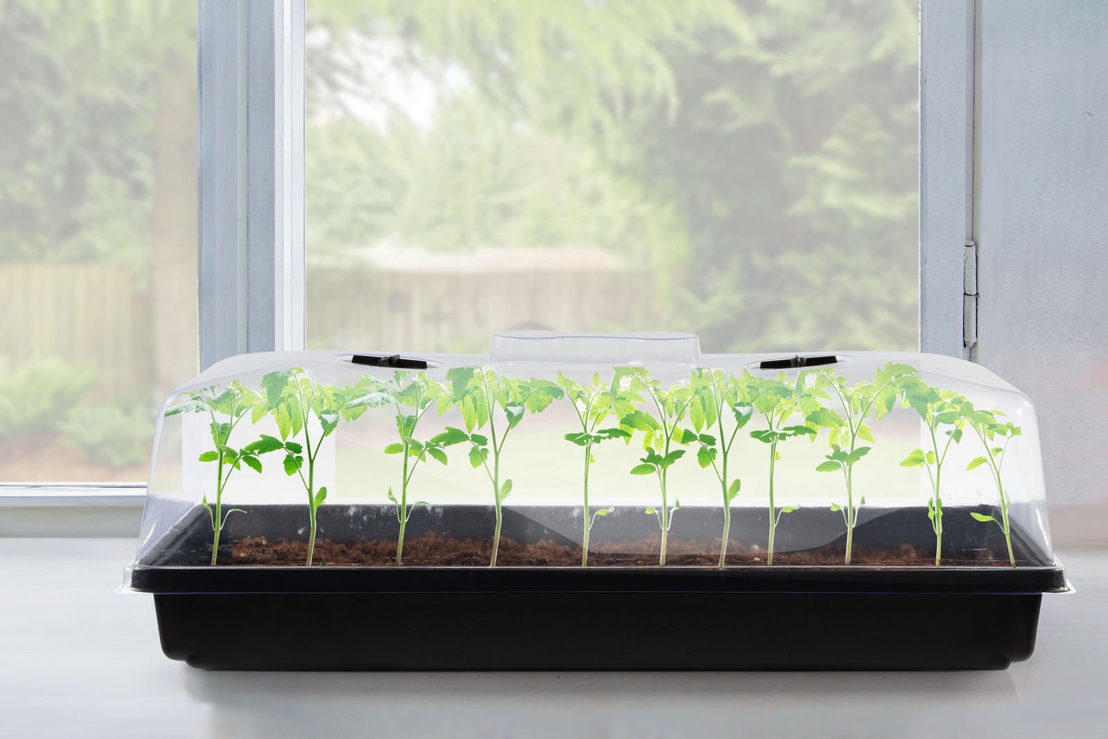 Buy Seed Propagation Tray 72 Cells (25 x 52cm) at Mighty Ape NZ