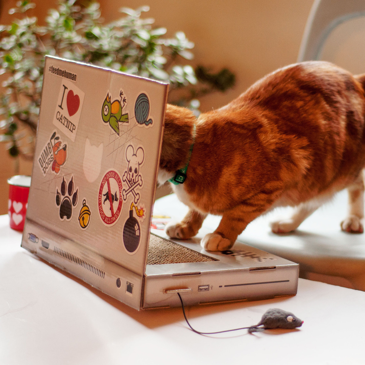 Suck Uk: Cat Playhouse Scratch Laptop