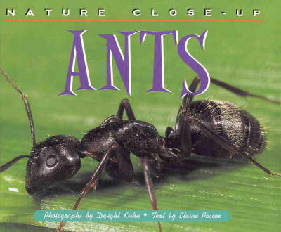 Ants by Elaine Pascoe image