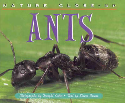 Ants image