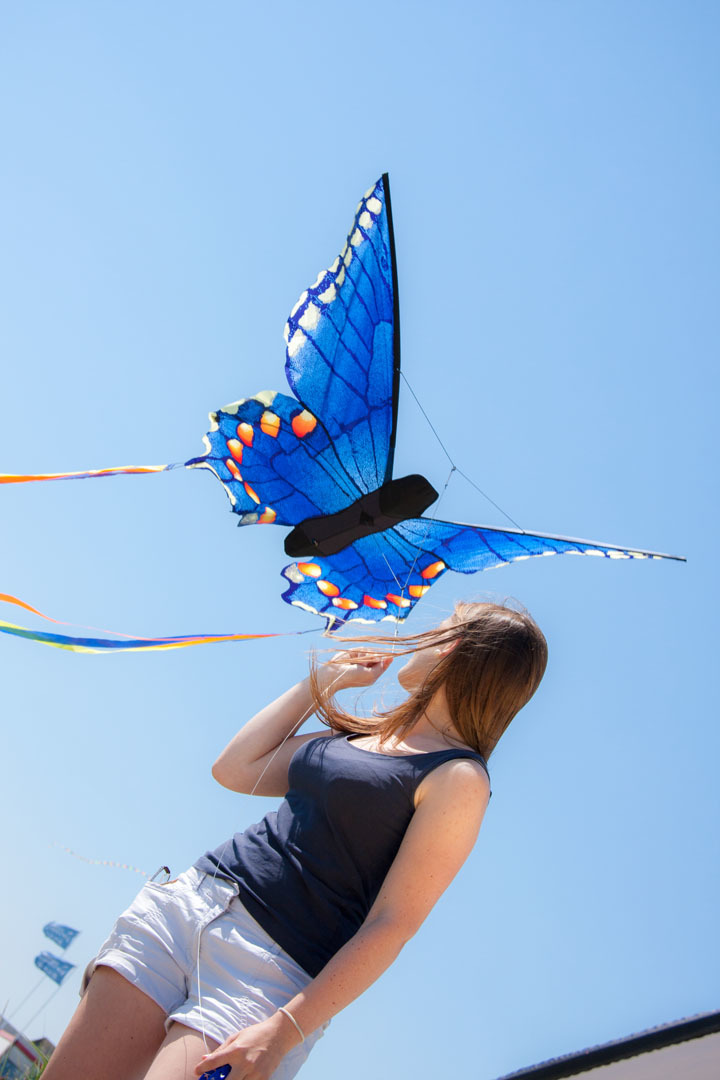 Buy Large Swallowtail Blue 51" Butterfly Kite at Mighty Ape NZ