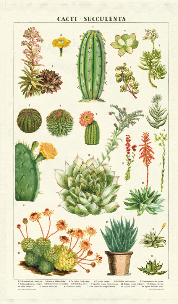 Cacti Tea Towel