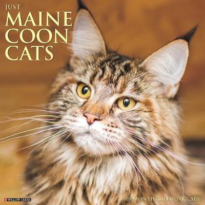 Just Maine Coon Cats 2020 Wall Calendar by Willow Creek Press image