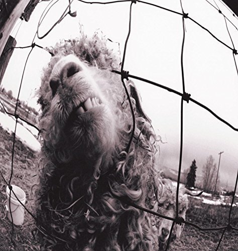 Vs (gold series) by Pearl Jam image