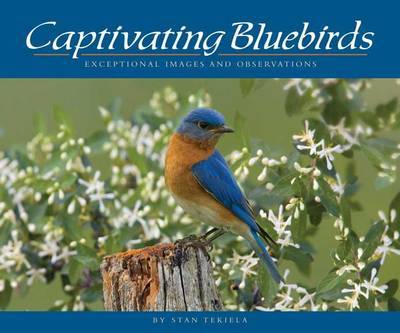 Captivating Bluebirds by Stan Tekiela image