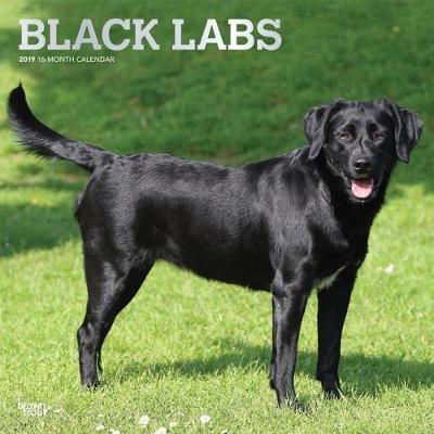 Labrador Retrievers, Black 2019 Square Wall Calendar by Inc Browntrout Publishers image