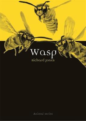 Wasp by Richard Jones image