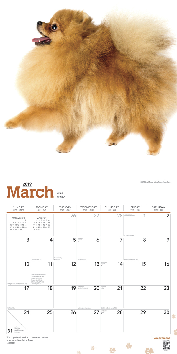 Pomeranians 2019 Square Wall Calendar by Inc Browntrout Publishers image