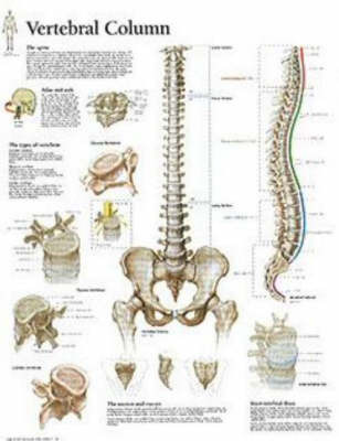 Vertebral Column image