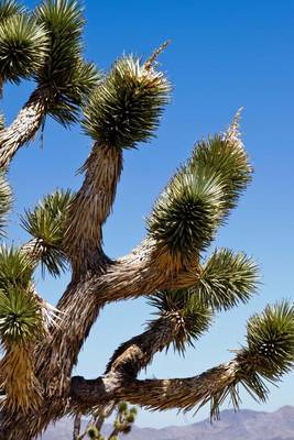 Joshua Tree Yucca Brevifolia in the California Desert on Paperback by Unique Journal