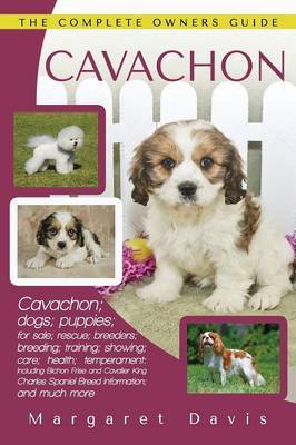 cavachon nz