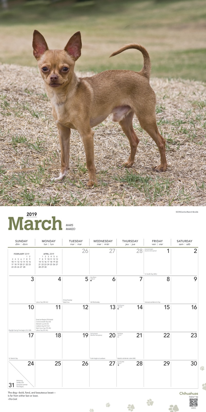 Chihuahuas 2019 Square Wall Calendar by Inc Browntrout Publishers image