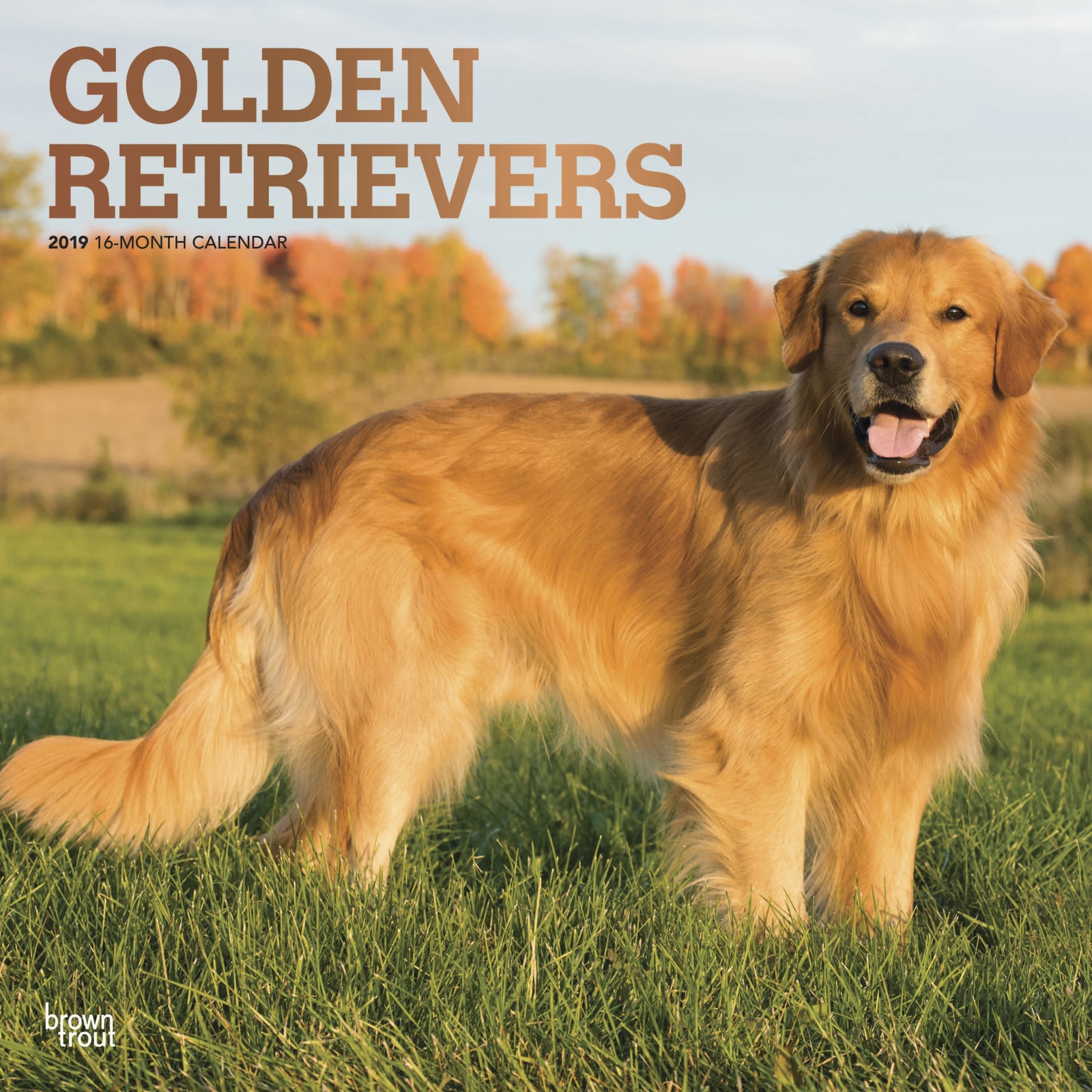 Buy Golden Retrievers 2019 Square Wall Calendar At Mighty Ape Nz