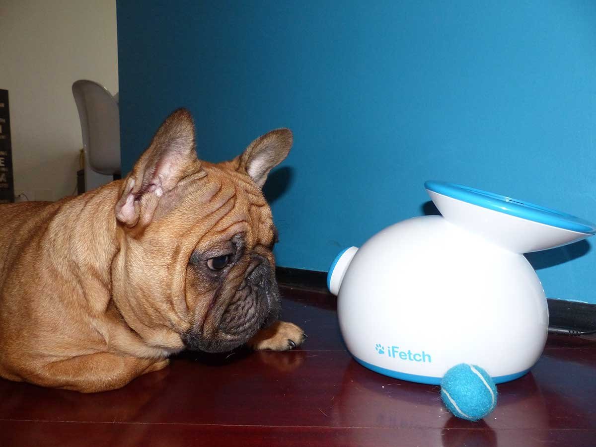 automatic ball launcher nz